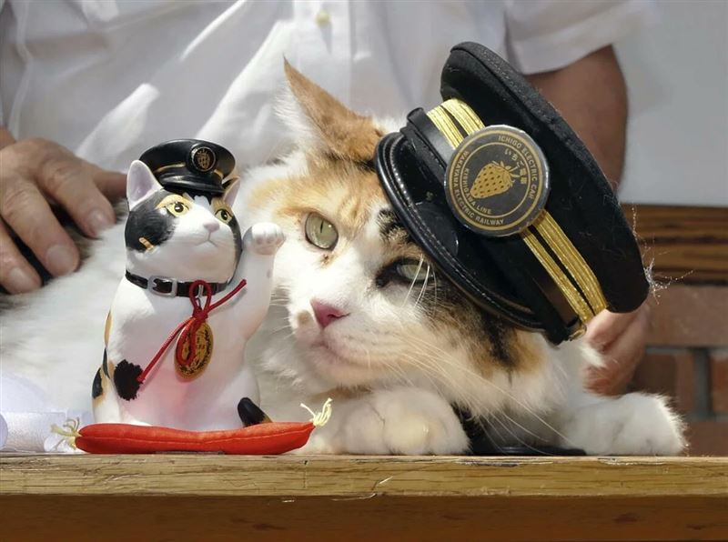 目前擔任伊太祈曽站貓站長的よんたま向過世的前輩ニタマ雕像致意。(圖/翻攝自X@osaka_syakai)