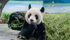 大貓熊「圓圓」年度健檢結果出爐台北市立動物園28日公布21歲大貓熊「圓圓」年度健康檢查結果，結果顯示「圓圓」主要器官功能良好，胃與食道內視鏡也未見異常，不過隨著年紀增長，牠的部分身體機能已開始出現明顯老化跡象。（台北市立動物園提供）中央社記者陳昱婷傳真　114年11月28日