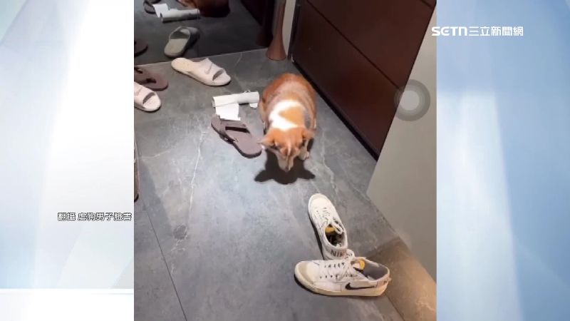 一名男子涉嫌對15歲的柯基犬虐打,引發動保處和社會關注