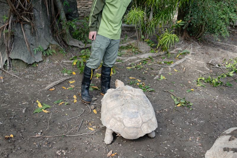 保育員協助蘇卡達象龜翻身與勸架，反遭另一隻蘇卡達象龜遷怒。（圖／桃園電子報提供）