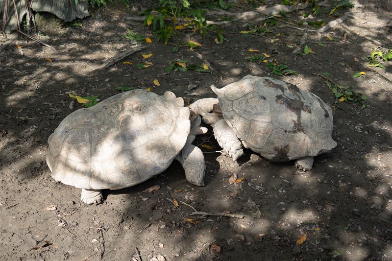 2隻蘇卡達象龜打架。（圖／桃園電子報提供）