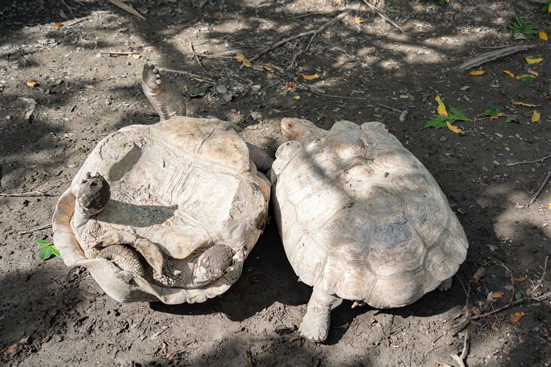 其中1隻蘇卡達象龜被拱「翻車」。（圖／桃園電子報提供）