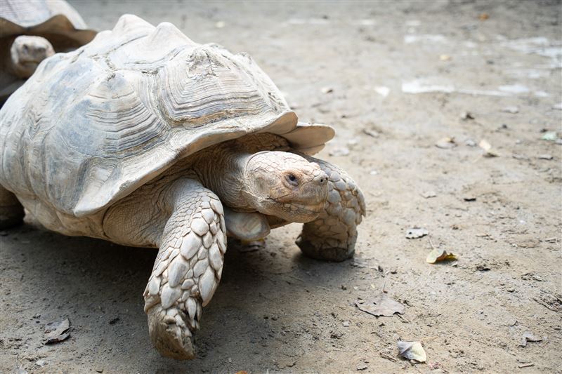 「一龜傳三代，人走龜還在。」蘇卡達象龜平均壽命在50歲以上。（圖／桃園電子報提供）