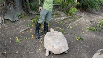 好心勸架惹毛牠！蘇卡達象龜怒瞪保育員。（圖／桃園電子報提供） 