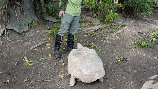 好心勸架惹毛牠！蘇卡達象龜怒瞪保育員