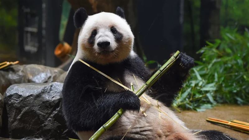 上野動物園的2隻貓熊「曉曉」與「蕾蕾」即將返還中國。(翻攝自上野動物園X)