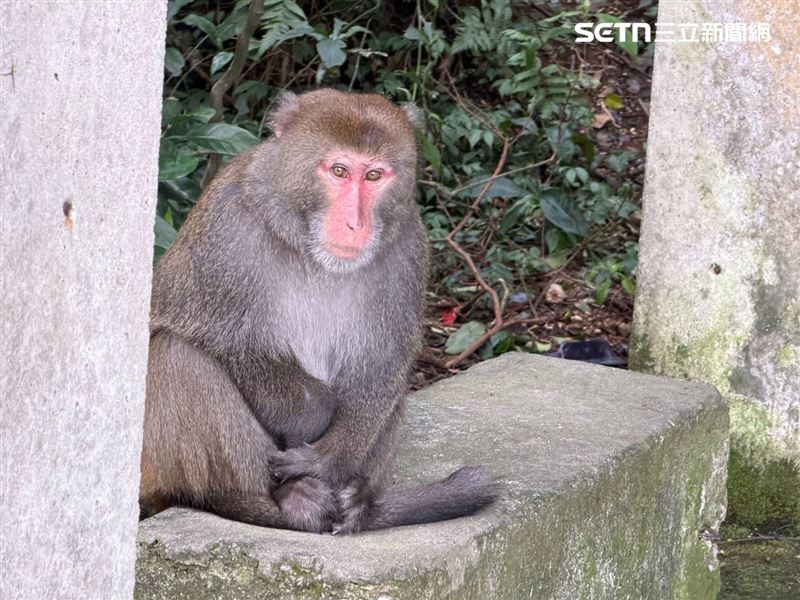 旅客遊山經常可看到台灣獼猴出沒。(圖/資料畫面)