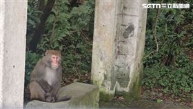 台灣獼猴。（圖／資料畫面）
