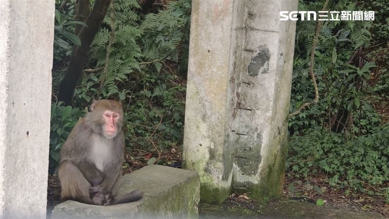 遇到獼猴別慌 5大原則防止人猴衝突