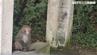 遇到獼猴別慌　5大原則防止人猴衝突