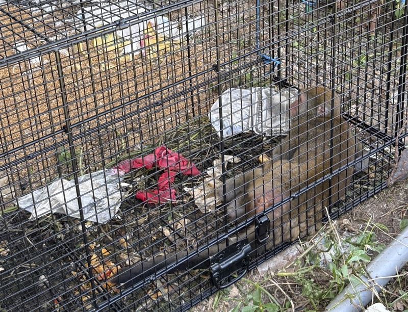 破壞農地獼猴被誘捕籠捕捉,帶去其他區域野放。(圖/新北動保處)