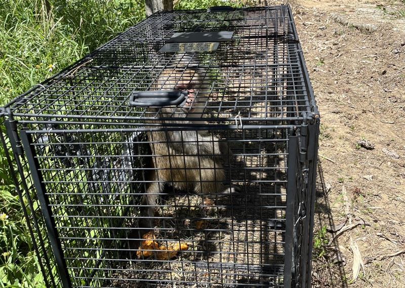 破壞農地獼猴被誘捕籠捕捉,帶去其他區域野放。(圖/新北動保處)
