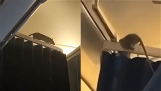 大肥鼠機艙亂竄　班機緊急停飛清消