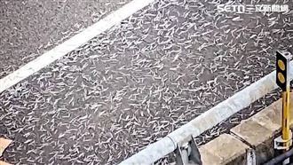 國道鐵釘障礙賽！超衰車主路過中百支鐵釘