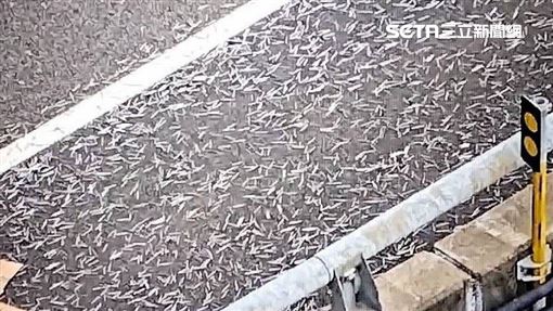 國道鐵釘障礙賽！超衰車主路過中百支鐵釘