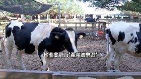 v(必)駁抹埔心地1800