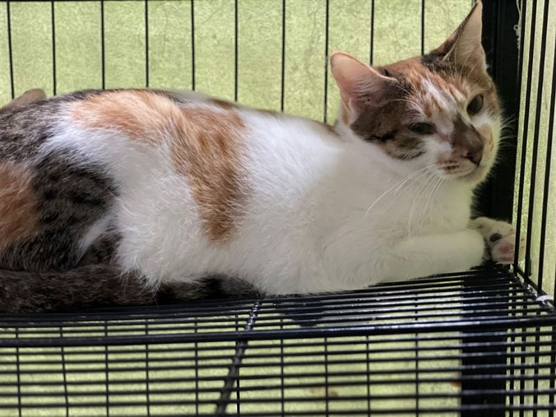 動保處呼籲原送養人盡快辦理動物領回，如經公告7日後仍無認領犬貓，將擇期開放認養。（圖／北市動保處提供）