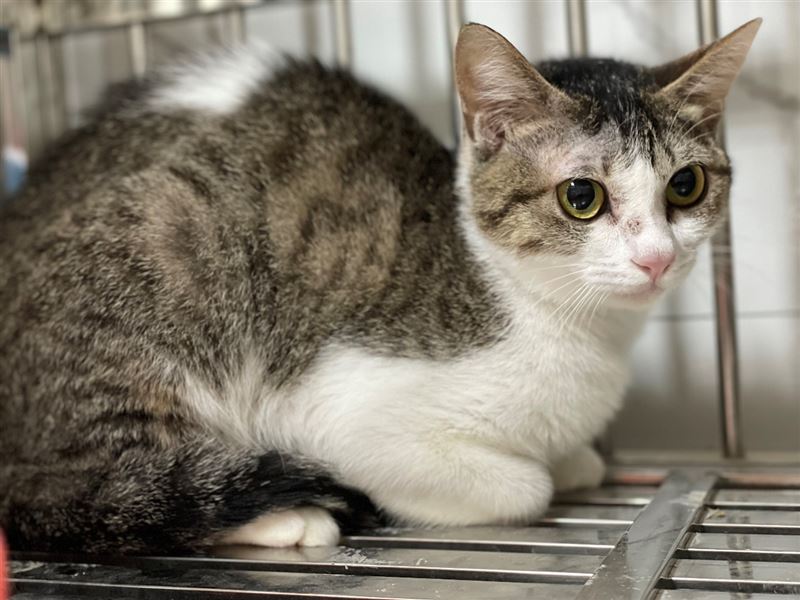 1犬9貓皆已被緊急安置，健康狀況穩定。（圖／北市動保處提供）