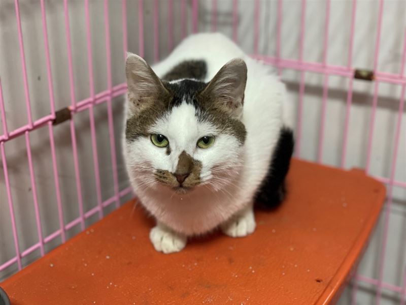 1犬9貓皆已被緊急安置，健康狀況穩定。（圖／北市動保處提供）