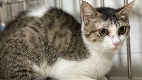 1犬9貓皆已被緊急安置，健康狀況穩定。（圖／北市動保處提供）