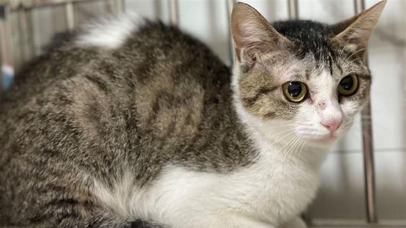 北市女虐貓新進展！10隻貓、狗公告認領