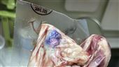 獨／好市多牛肉驚現「詭異紫光」！原因曝