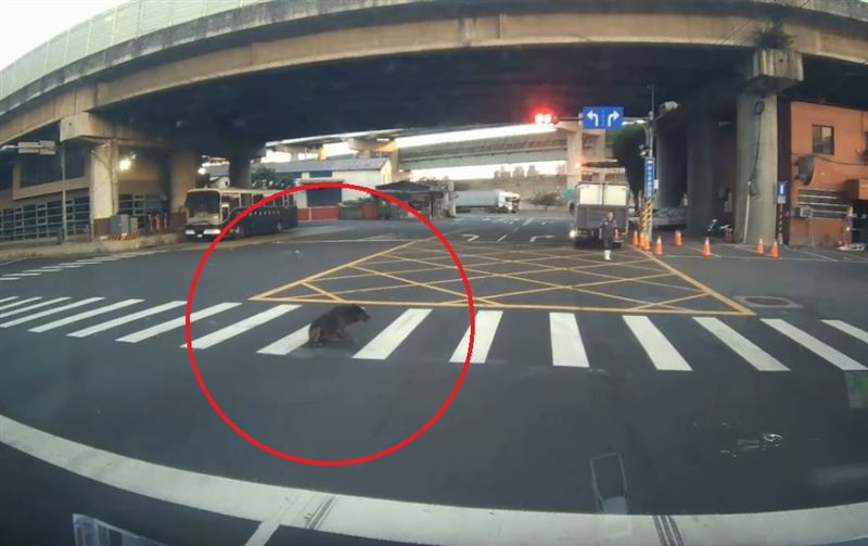 黑色汽車輾過小黑狗，整過程被拍下PO網。（圖／翻攝Threads@kero_hao）