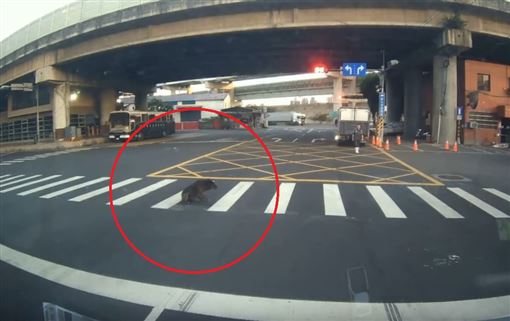 肇事車主找到了！輾壓小黑狗遭開罰17.5萬