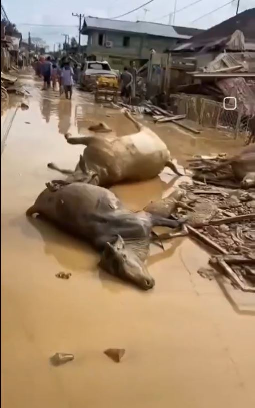 災後許多家畜屍體倒在地上，居民路過摀掩口鼻，氣味難聞。（圖／翻攝自X平台 @volcaholic1）