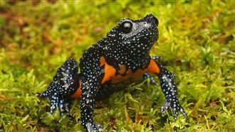稀有銀河蛙離奇失蹤　研究員曝原因惹眾怒
