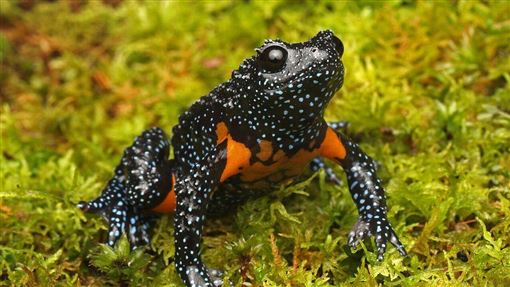 稀有銀河蛙離奇失蹤　研究員曝原因惹眾怒