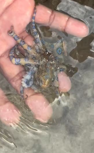 麥康諾在海邊摸藍環章魚。（圖／翻攝自decanterman IG）