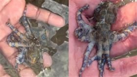 在海邊摸藍環章魚。（圖／翻攝自decanterman IG）