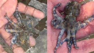 老伯海邊「抓1物」！超猛毒素可殺26人