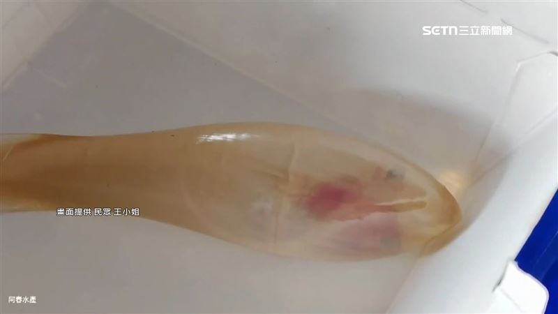 魚市場人員在處理母鯊時，發現肚子裡還有一隻尚未孵化的鯊魚寶寶