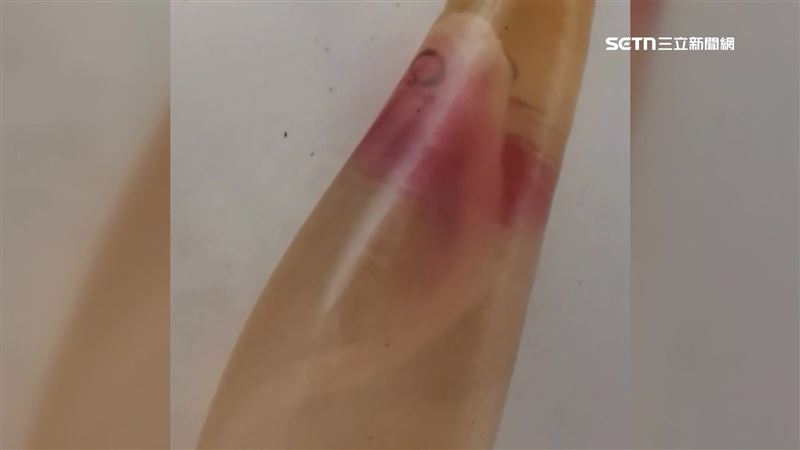 宰母鯊驚見活鯊寶寶 漁民:比中樂透還難