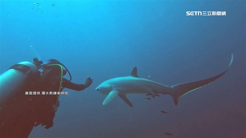 長尾鯊一次只能孵化3到4隻，所以鯊魚寶寶相當珍貴