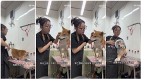 中國寵物美容師仇日！暴打柴犬罵「以為自己在日本嗎」　日網炸鍋，圖／翻攝自微博
