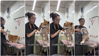 中國寵物美容師虐打柴犬：以為在日本嗎