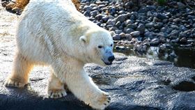 北極熊。（示意圖／PIXABAY）