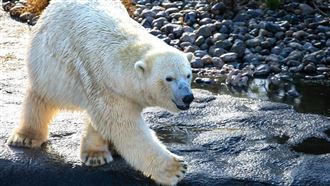 45年僅13例！母熊收養陌生幼熊 震驚學界