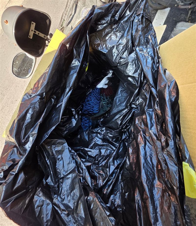 柳丁哥哥聯繫生態好友,幫忙協助將這隻被路殺的藍腹鷴,送往南投特生中心的生物多樣研究所。(圖/翻攝自柳丁哥哥臉書)