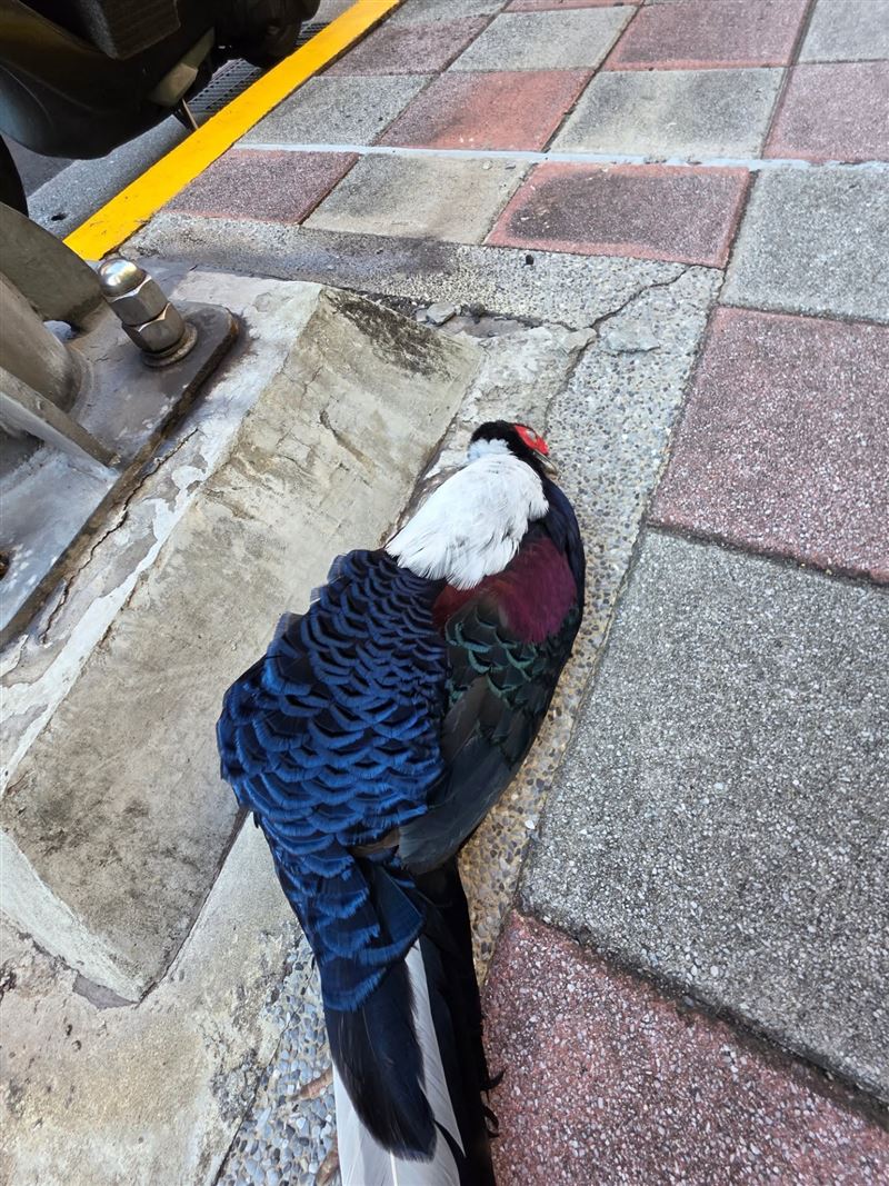 藝人「柳丁哥哥」在臉書發文指出,他在新北市秀朗橋周邊人行道看到一隻死亡的藍腹鷴,讓他直呼,「這絕對是我遇過最傻眼的路殺!」(圖/翻攝自柳丁哥哥臉書)