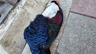 路邊見藍腹鷴屍體　男星：最傻眼的路殺！