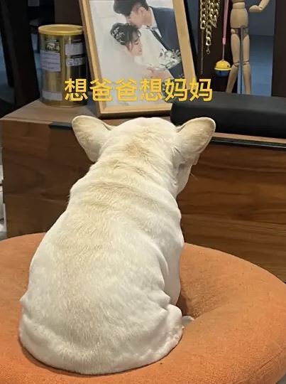 看到狗狗想念主人的方式，主人恨不得立刻丟下工作，飛奔回家給它一個最深的擁抱。（圖／翻攝自IG）