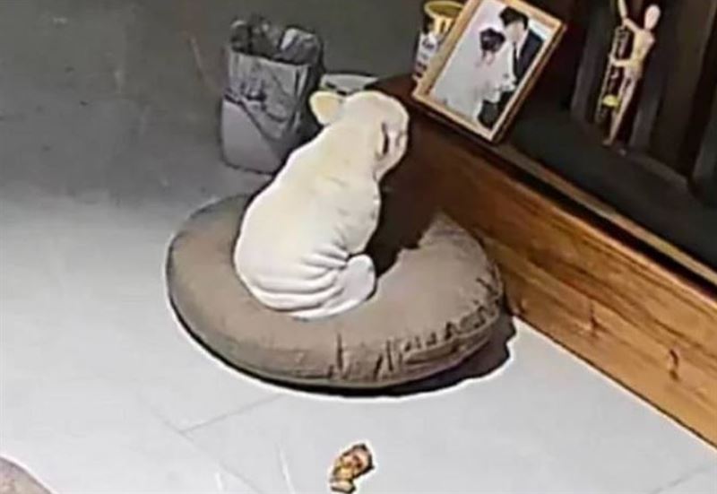 網友「小飛俠」在辦公室忙裡偷閒打開手機連線監控，看到自家養的法鬥「一筒」，專注地盯著爸爸媽媽合照，眼眶忍不住紅了起來。（圖／翻攝自IG）