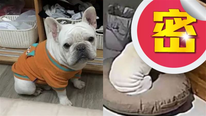 監控拍下狗狗「落寞眼神」網心碎:快回家