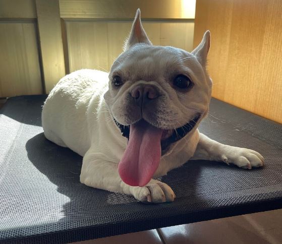 法國鬥牛犬需要人類的陪伴，主人最好不要將法國鬥牛犬單獨留下超過幾個小時，因為這種狗如果長時間獨處，會出現分離焦慮。（圖／翻攝自維基百科）