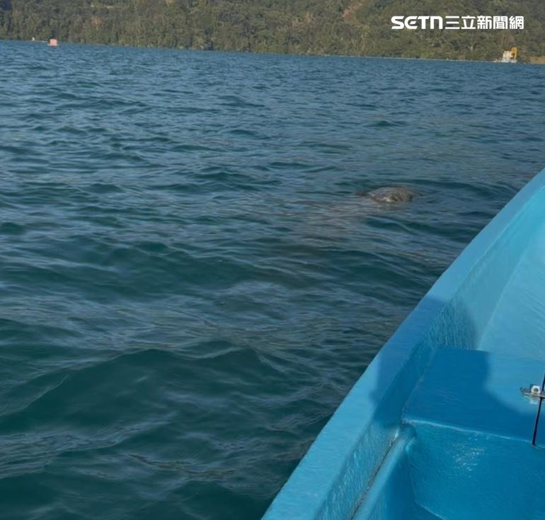 潭面波浪間隱約露出青苔密布的彎曲異物，其律動姿態乍看下極像傳說中的水怪。(圖/翻攝「日月潭一等高」粉專)