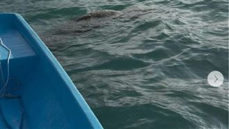 日月潭驚現「水怪」？神秘長頸生物真相曝